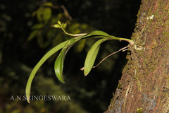 Polystachya concreta